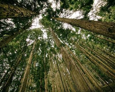 Pacto de regime para a floresta