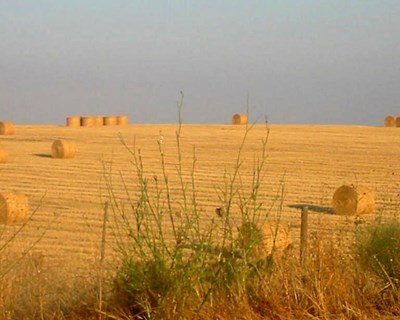 Pagamento de quase 50 milhões de euros aos agricultores através do IFAP