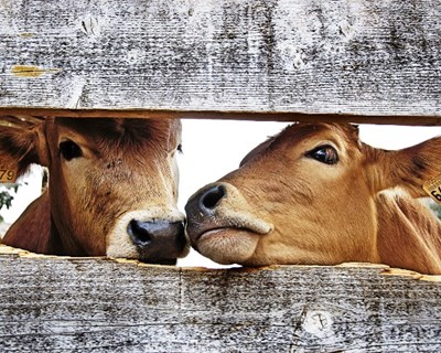 Países mudam métodos de criação de gado para reduzir emissões de carbono