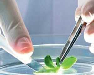 Palestra “Aplicações de biotecnologia em Horticultura: abordagens para facilitar a vida do agrónomo”