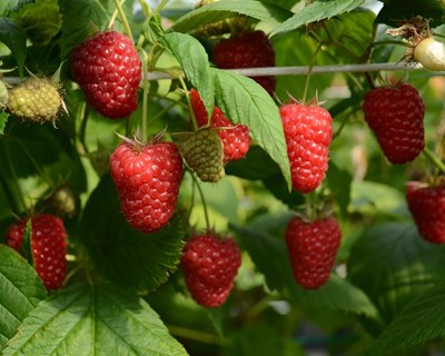 Pandemia atingiu em força setor de produção dos pequenos frutos