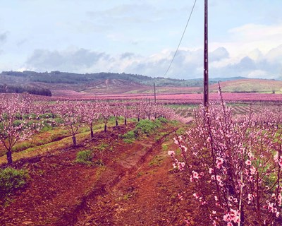 «Para ser rentável, a atividade agrícola requer dimensão e tecnologia»