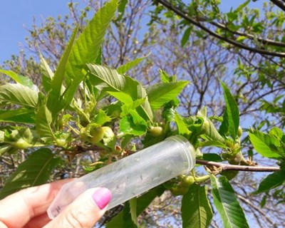Parasitóide de combate à vespa das galhas do castanheiro instalado em 94% dos locais monitorizados