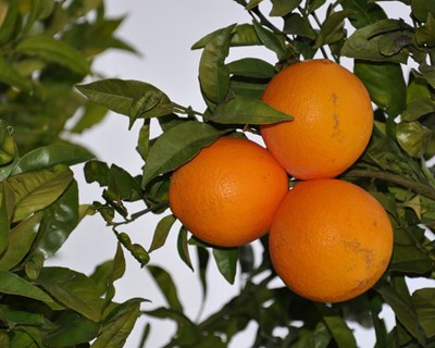 PDR2020 abre linha de apoio para a produção de citrinos