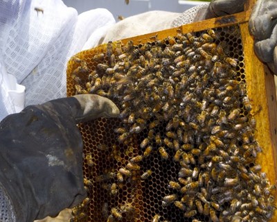 PE propõe estratégia para proteger saúde das abelhas e apoiar apicultores