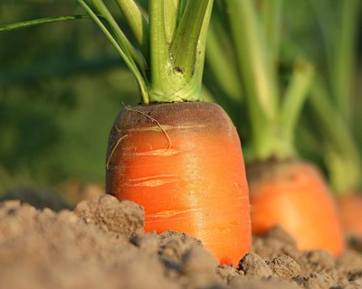 Pegada de carbono em horticultura — uma revisão