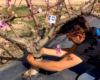 Pegafit da Koppert oferece um controlo eficaz de formigas em árvores de citrinos e outras frutas