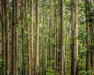 PEPEC: Ponto da situação para o setor florestal