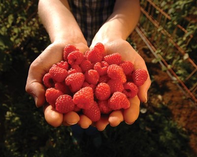Pequenos Frutos: o porquê da produção no Sudoeste Alentejano
