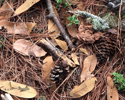 Período de colheita de pinhas de pinheiro-manso alargado até 15 de abril