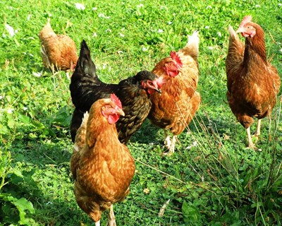 Período obrigatório da declaração de existências de galinhas poedeiras ocorre em setembro