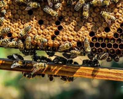 Petição europeia quer medidas para salvar abelhas e agricultores