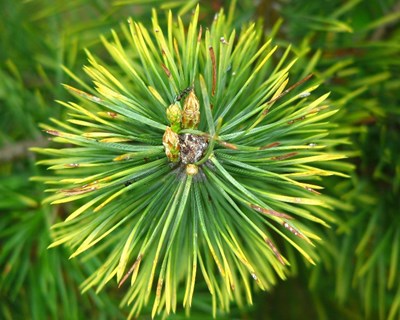 Pinus divulga situação da fileira do pinho em 2016