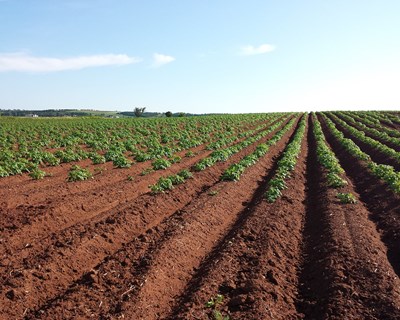 Plantações de batata e tomate para a indústria concluídas com normalidade