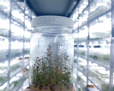 Plantas in vitro – uma garantia de qualidade genética e fitossanitária