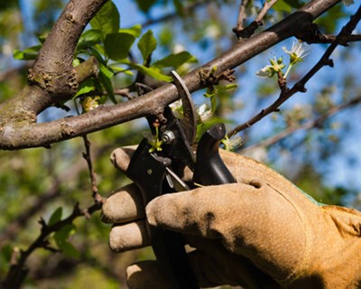 Podas em fruteiras e jardins: ação de formação a 3 de fevereiro