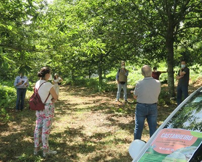 Politécnico de Viana do Castelo integra projeto de recuperação de castanha no Minho