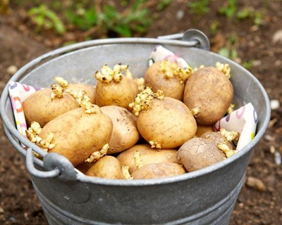 Porbatata aconselha na escolha de variedades de batata de semente