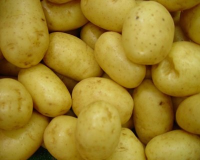 Porbatata participa nos ensaios de novas variedades de batata