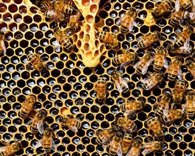 Porque estão a desaparecer as abelhas e os polinizadores?