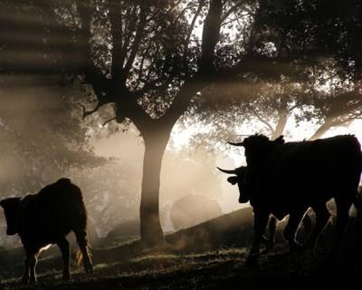 Porto debate em outubro bem estar animal