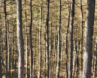 Portugal convida empresários finlandeses a investir na floresta
