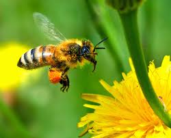 Portugal desconhece «incidentes com abelhas» devido ao uso de pesticidas