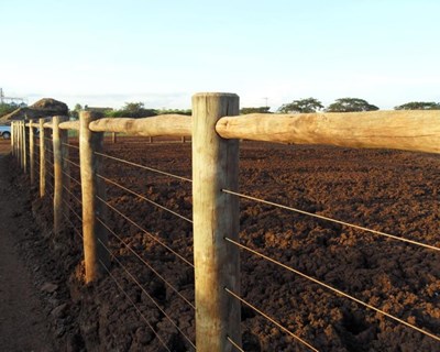 Portugal é o quinto país da UE com mais emprego na Agricultura