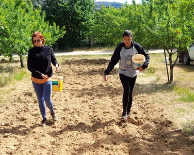 Portugal lidera parceria internacional para potenciar o amendoal na região do Mediterrâneo