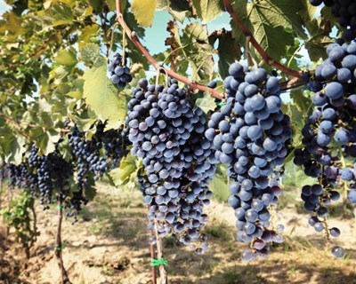 Portugal perdeu 47 mil hectares de vinha em dez anos