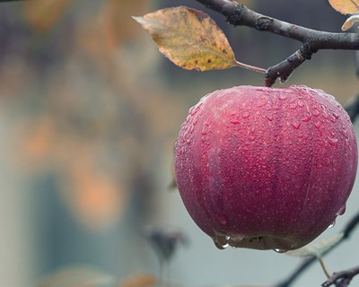 Portugal supera Alemanha e Bélgica na agricultura biológica