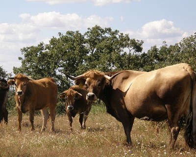 Portugal vai exportar bovinos para engorda para Argélia