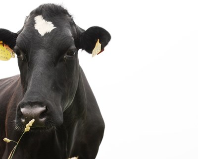 Portugueses estudam parasita causador de doença infeciosa em vacas