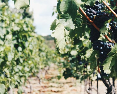 Pós-Graduação em Enologia da Católica permite pensar estrategicamente da vinha ao vinho