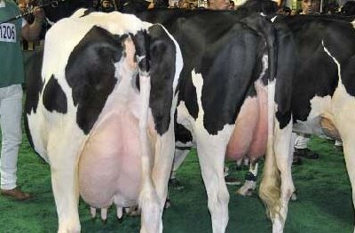Póvoa de Varzim recebe 37.º Concurso Nacional da Raça Holstein Frísia