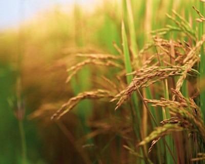 Precipitação melhora panorama nos cereais e promove melhoria das condições de pastoreio