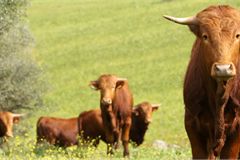 Preço de bovino na UE baixou 5% desde o início do ano