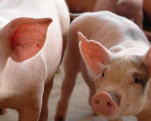Preço mundial de carne suína regista forte subida