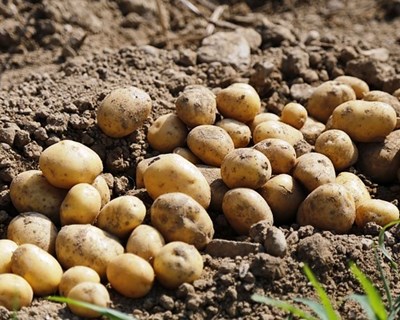 Preços da batata ao produtor rondam os 0,05 €/Kg