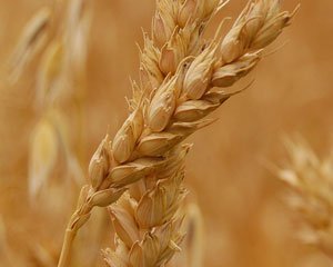 Preços dos cereais no mercado mundial baixam para níveis de 2010