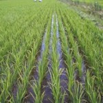 Prejuízos nos arrozais podem ultrapassar os três milhões de euros