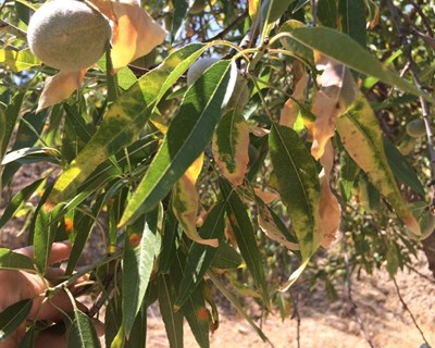 Prevenção da propagação da bactéria Xylella fastidiosa com aviso aberto