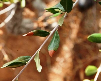 Primeira deteção de Xylella fastidiosa em Portugal: DGAV emite comunicado