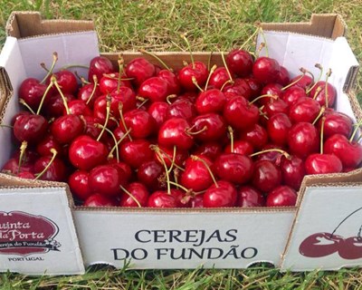 Primeiras cerejas do Fundão leiloadas em Lisboa