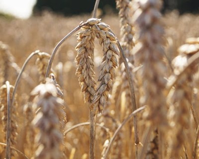 Primeiras colheitas dos cereais de inverno apontam para produtividades semelhantes às da campanha anterior