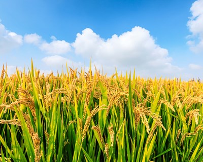 Primeiro ensaio em Portugal de rega gota-a-gota na cultura do arroz