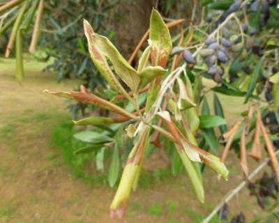 Primeiros sinais de Xylella fastidiosa em oliveiras francesas