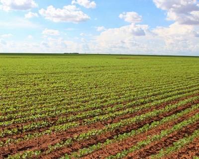 «Principal desafio da agricultura para 2017 é eliminar os desequilíbrios da cadeia alimentar»