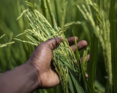 ProBlad, novo biofungicida 100% português à base de tremoço obtém autorização excecional de emergência para controlo da piriculariose na cultura do arroz