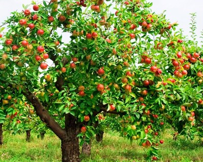 PRODERAM 2020: preservação de pomares de frutos frescos e vinhas tradicionais